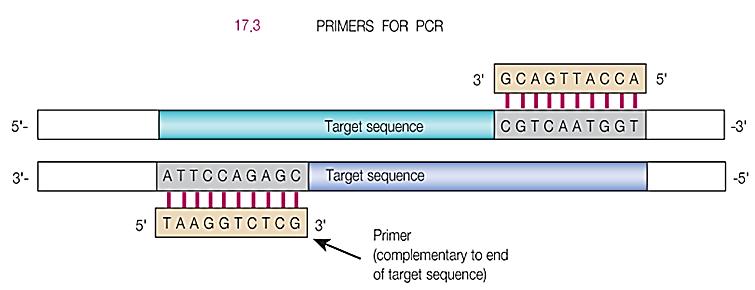 Fundamentals of PCR We need two PCR primers Primers: short segment of DNA