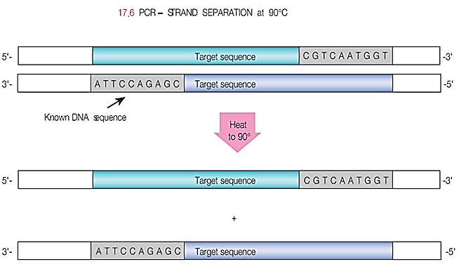 Cycling through the PCR 1) To separate the strands, we start