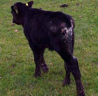 Calf Nutrition and Colostrum Management Ian Ohnstad, The Dairy Group Background Although no studies are done in the UK on premature deaths of cattle, it is believed that one in seven dairy breed