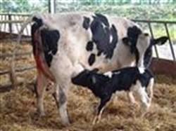 Fig 2: Ensure yards and calving boxes are dry and well bedded (12m 2 /calving box) Producers are generally aware that calves are born without any immunity and therefore they can be infected within