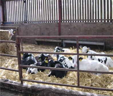 High quality silage can also be offered but it must be fresh each day.