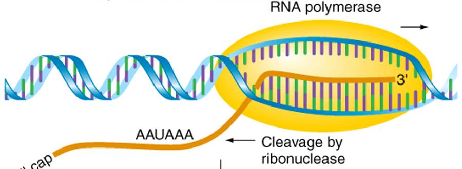 In eukaryotes, RNA synthesis and processing are more complex