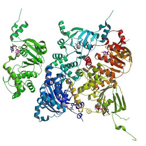 regulator, a salt transporter required for normal function of the lungs, pancreas, and