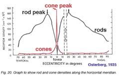 cone density near fovea #(blue) <<