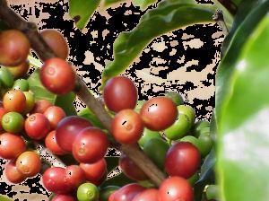 OTHER MAIN CROPS Crop Planted Area Production Ranking Coffee 2.40 million hectares 32.6 million bags (60 kg) 1º Citrus 1.15 million hectares 93.