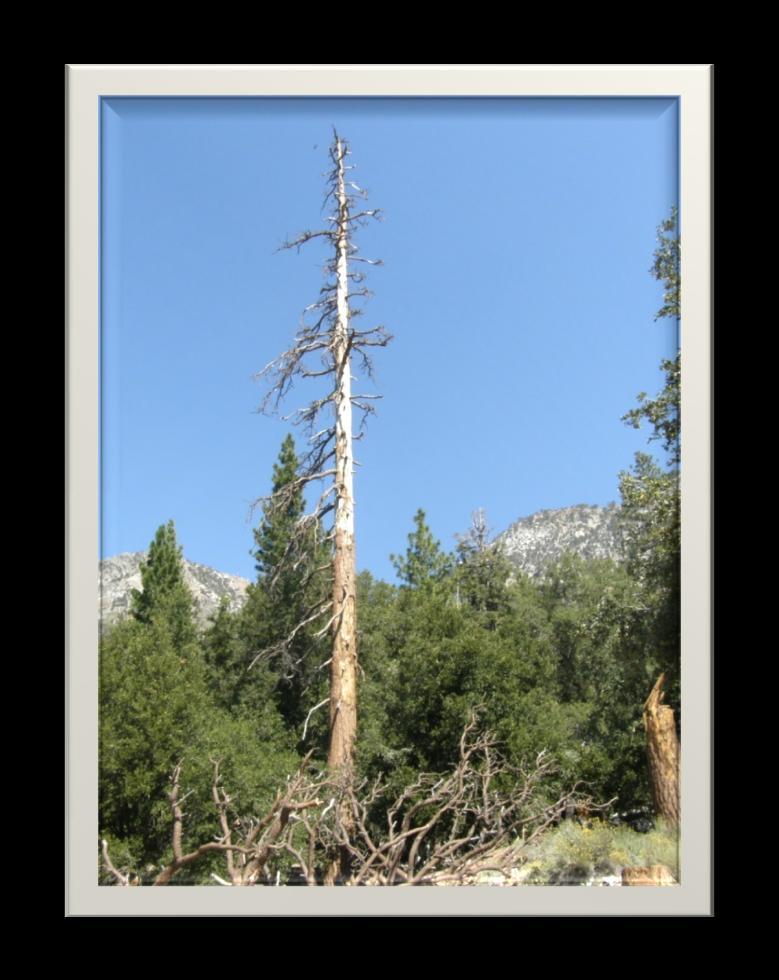 On 9/26/2011 an Interagency Hotshot Crew (IHC) was conducting felling operations at Crystal Lake Campground on the Angeles National Forest.