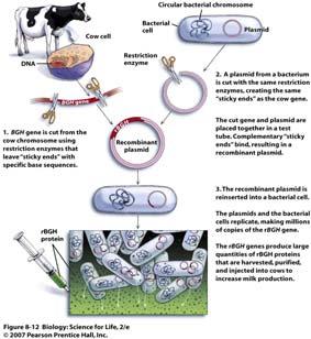 Cloning a Gene Using Bacteria When the cut plasmid and the cut gene are placed together in a test tube, they reform into a circular plasmid with the extra gene incorporated This is now recombinant