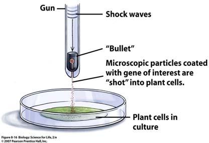 be accomplished by using a device called a Shoots DNA-coated pellets into plant cells 69 70 Genetic Engineers Can Modify Food are produced when a gene