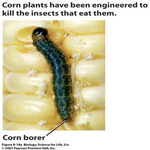 GM Crop Effects on Nontarget Organisms Plants are genetically engineered to resist pests This decreases the need for pesticides Corn