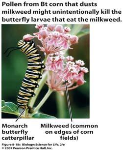 become lethal to the Monarch butterfly 81 82 Evolution of Resistant Pests & Transfer of Genetic Materials The evolution of the corn