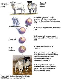 Cloning Humans The treated egg was placed in the uterus of an adult ewe that had received hormone treatments to support pregnancy There were 277 failures before this technique succeeded; Dolly was