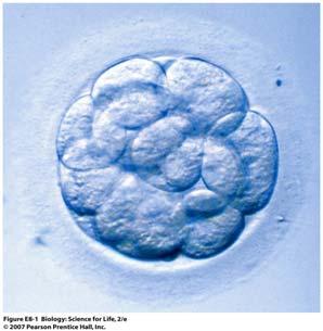 Stem Cells The use of embryonic stem cells in research fuels a heated