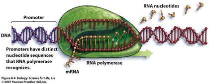 : involves decoding the copied RNA sequence and producing the protein for which it codes (protein synthesis) 13 14 Transcription Occurs in the nucleus An enzyme binds to the promoter (nucleotide