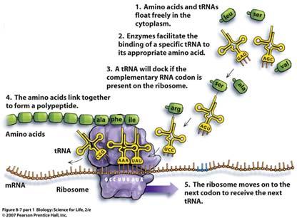 trna that binds to a complementary mrna codon 19 20