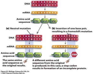 Mutations The change made in the protein can Have Have Have Mutations No effect occurs when the mutation in the DNA does not change the amino acid that is called for called a Mutation can result in
