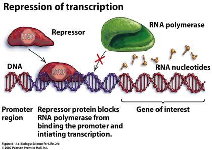 of Transcription Gene expression is most commonly regulated by controlling the rate of transcription There is a a DNA sequence where the RNA polymerase enzyme attaches to begin transcription