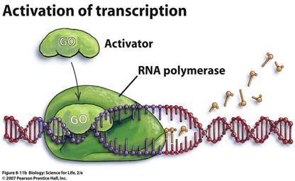 Regulation of Transcription Eukaryotic cells more commonly enhance gene expression using proteins called that help the RNA polymerase bind to the promoter, thus facilitating gene expression Other
