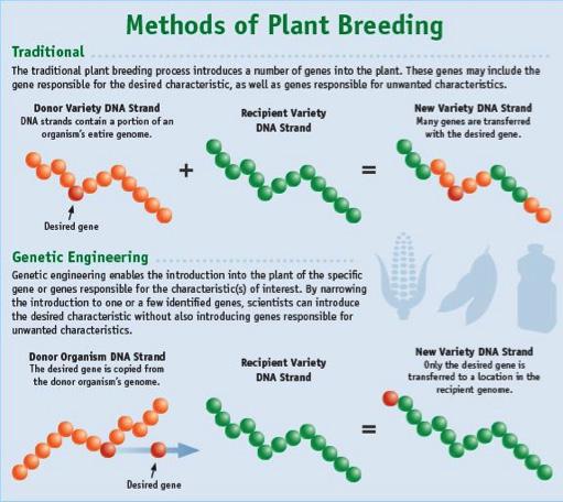 THE EVOLUTION TO GM SOLUTIONS 1 There are many breeding techniques utilized to develop seeds for modern agriculture, and they are often grouped into three categories, from oldest to newest: selective