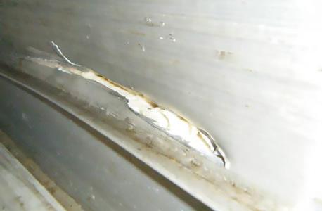 4. INTERIOR DAMAGE EXAMPLES (CONTINUED) Most reefer interior sidewalls are protected by aluminium scuff liners.