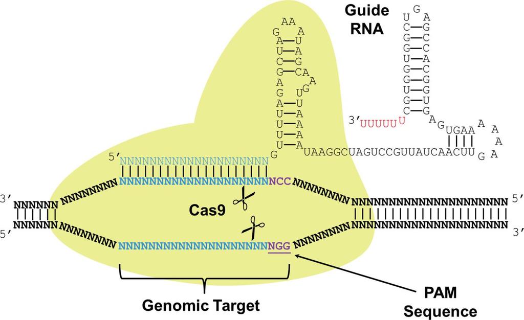 CRISPR: Clustered Regularly Interspaced Short Palindromic Repeats