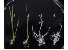 Arabidopsis by impairing chlorophyll, carotenoid, and