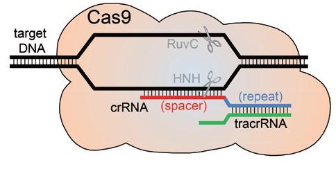 Engineered Cas9 Variants Wild Type Cas9- DNA DSB