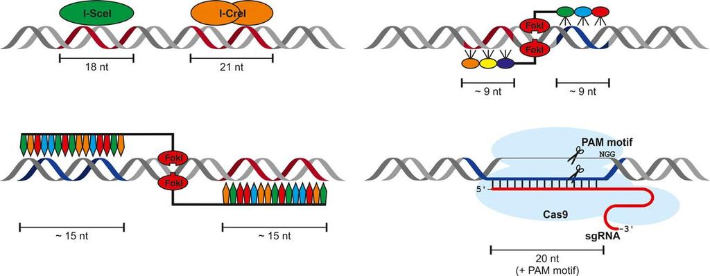 Various tools to induce DSBs Meganuclease Zinc finger nuclease TALENs CRISPR/Cas9