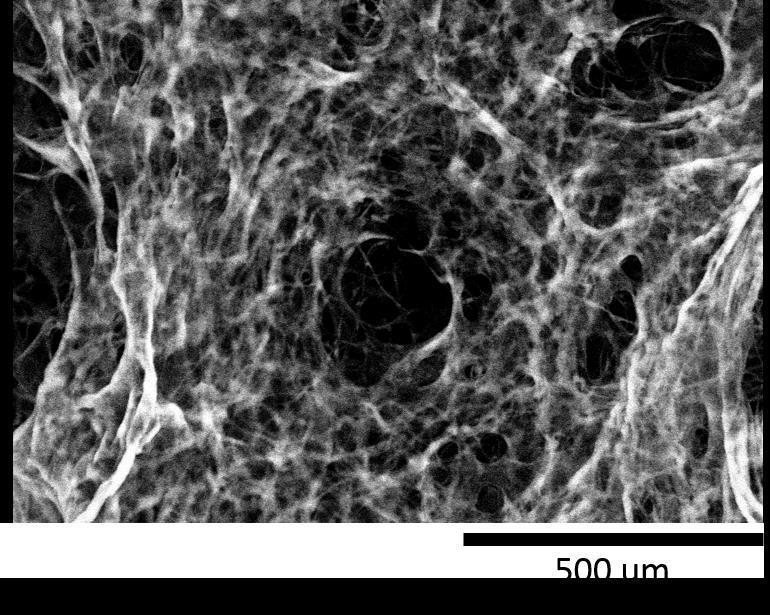 Page 3 of 5 Figure 2: SEM image of the FS22001. 2.0 STORAGE REQUIREMENTS Storage Conditions Store at 2-8 C 3.0 SOLUBLE COLLAGEN INSTRUCTIONS FOR USE Three Dimensional Gel using the Titration Buffer 1.