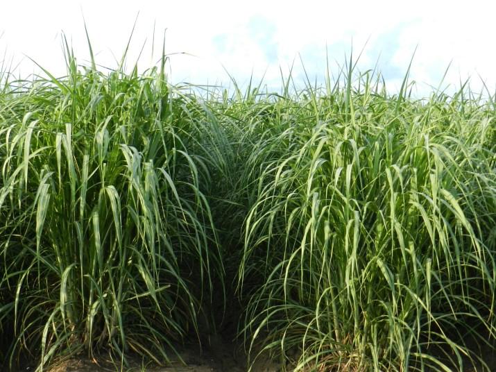 DR. KENNETH GRAVOIS, SUGARCANE SPECIALIST Page 4 HoCP 00-950 Released in 2007, this variety has met with mixed reactions.
