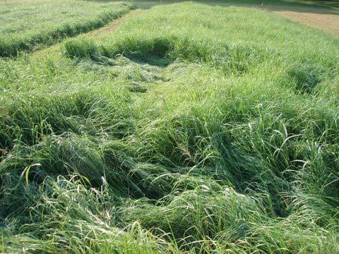 Lodging can be a problem with Teff.