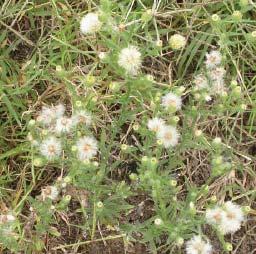 Cudweed
