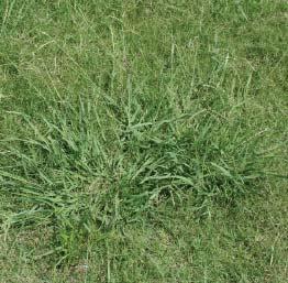 Perennial Grass Weeds Dallisgrass Knotroot Bristlegrass Grass Weed Control chlorsulfuron Corsair diquat Reward Landscape & Aquatic Herbicide ethofumesate Prograss