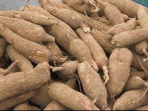 What is cassava? Cassava is a starchy tuberous root, extensively cultivated in Thailand and China There are two kinds of Cassava: 1. Bitter cassava, mainly used for industrial processing; 2.