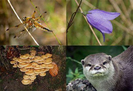 Loss of Biodiversity Biodiversity is the variety of organisms in a given area in an ecosystem Genetic variation within a population The organisms in the world are natural resources We depend on them