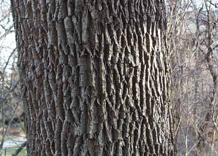 from other common problems of ash. Ash Tree IDENTIFICATION 1.