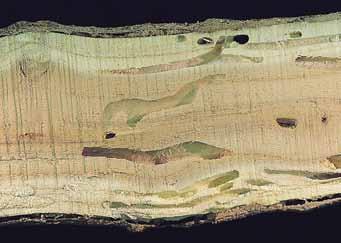 Ash bark beetles are small insects that create winding tunnels beneath ash tree bark and buckshotsize exit holes in the bark. 17.