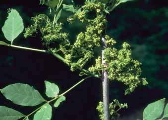 The insect s body is covered in white, waxy strands. Feeding causes leaflets to twist and curl.