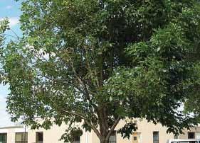 Verticillium wilt can be fatal to ash trees.