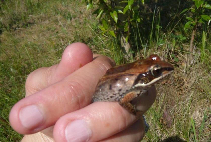 Five Year Summary Results: Amphibians