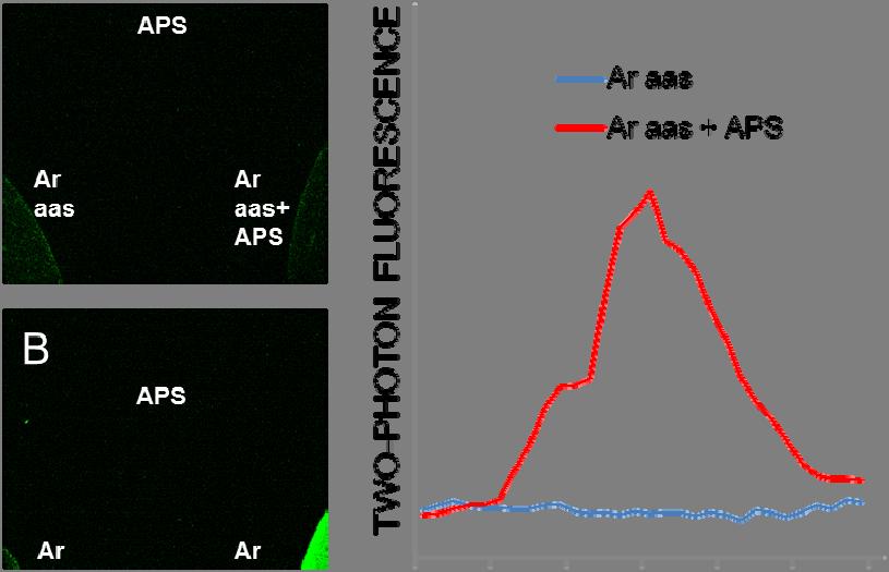 Figure S7. Visible two-photon fluorescence of aromatic amino acids in solution, treated with APS. (A, B) Two-photon fluorescence image of a mixture of aromatic amino acids (Ar aas) (13.6 mm Trp, 16.
