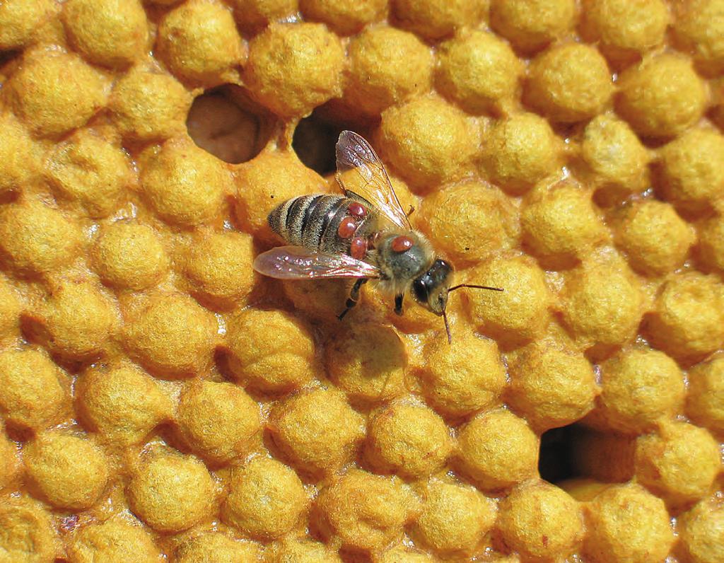 THE ENEMY IN THE BeeHIVE In spring, beekeepers have to start controlling the main enemy of the honey bee: the Varroa mite, a creature that sucks blood from honey bees and also transmits dangerous