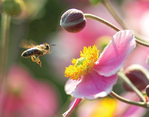 Did you know that... Honey Bees can communicate with each other by dancing?