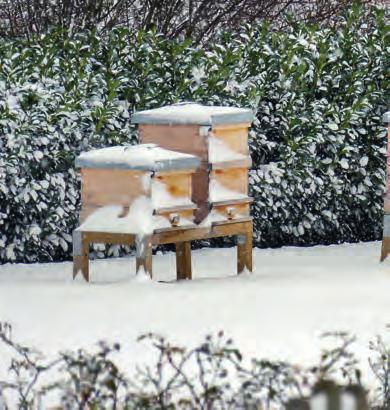 KEEPING HEALTHY THROUGH THE WINTER Beekeepers hold their breath as the cold starts to bite. They ask with trepidation: Will the bees make it through the winter in good condition?