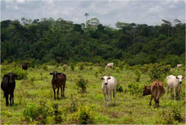 Example of pasture management impacts on deforestation in legal