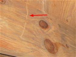 The floor framing needs a complete invasive evaluation by a licensed contractor to determine the extent of the insect damage and to make any additional repairs to ensure the stability of the home.
