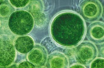 Microalgae and the issue of land use Open pond: 36-72 tons/ha/year
