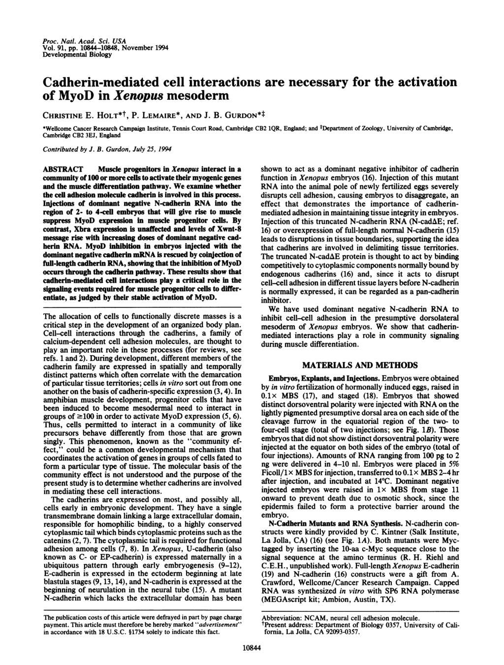 Proc. Nati. Acad. Sci. USA Vol. 91, pp. 10844-10848, November 1994 Developmental iology Cadherin-mediated cell interactions are necessary for the activation of MyoD in Xenopus mesoderm CHRISTINE E.