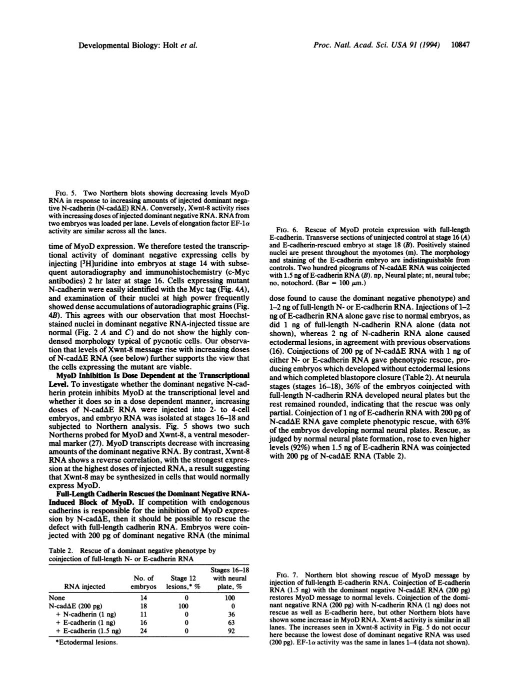 Developmental iology: Holt et al. A Proc. Natl. Acad. Sci. USA 91 (1994) 10847 MyoD I-- C. IZ, C, v 6, v rz. C.5 -Q. - l-, R - I a S np no no :m Xwnt-8 EF-1Icc ~~~~ Ull FIG. 5.