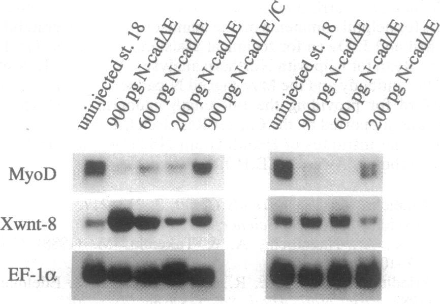 We therefore tested the transcriptional activity of dominant negative expressing cells by injecting [3H]uridine into embryos at stage 14 with subsequent autoradiography and immunohistochemistry