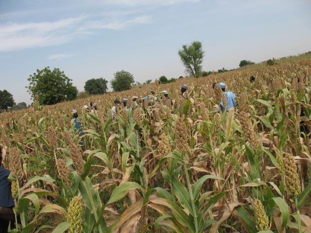 EVALUATION OF SORGHUM AND MILLET TECHNOLOGY AND MARKETING STRATEGY INTRODUCTION: 200607 CROP YEAR